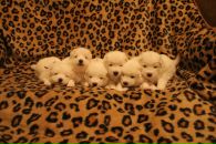 Фотография Ореховой Светланы