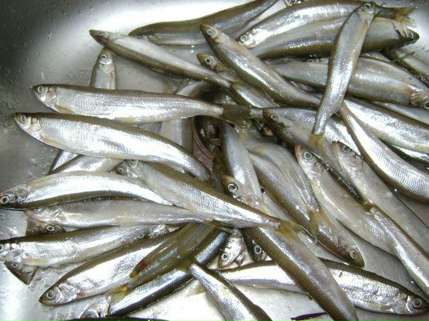 №1, Таня Гертель №1, Таня Гертель