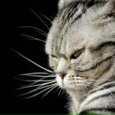 Фотография Топки Виктора