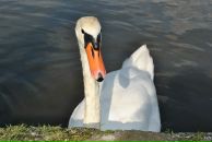 Juliette St фотография #5 (источник - https://vk.com/id32418344)