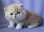 Віка Строїн фотография #39 (источник - https://vk.com/id58807635)