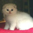 Ніколєта Маркова фотография #14 (источник - https://vk.com/id107397209)