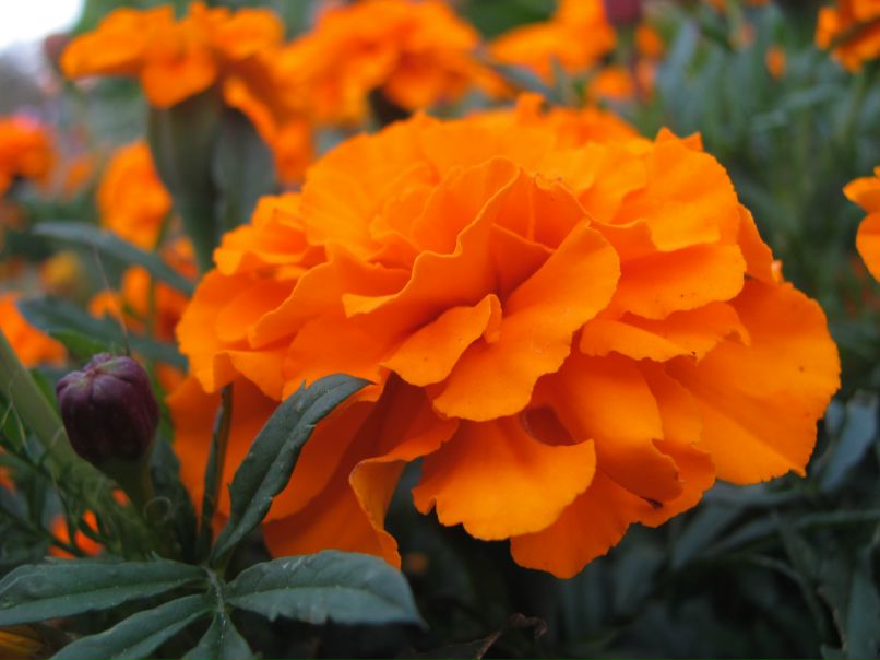 Сергей Царёв фотография #11