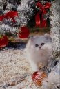 Вітя Гол фотография #12 (источник - https://vk.com/id38870475)