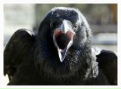 Даниил Воронков фотография #23 (источник - https://vk.com/id5629970)