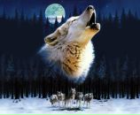 Фотография Ковша Вячеслава