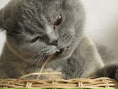 Фотография Петровой Алисы