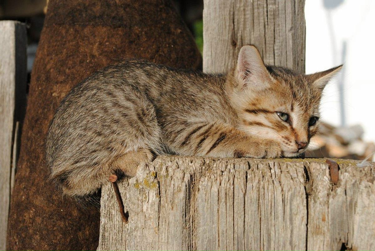 За Ри фотография #36