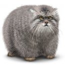 Свин ^_^ фотография #19 (источник - https://vk.com/id60082165)