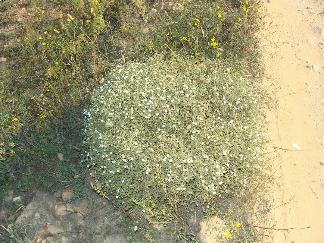 Игорь Богадевич фотография #22