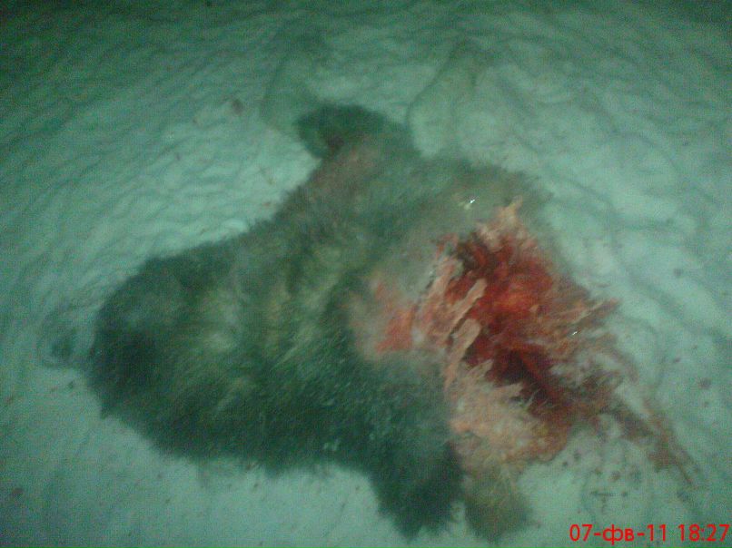 Дмитрий Мехряков фотография #8