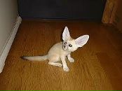 Фотография Лисиной Инны