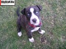Tayson Pitbul=jermani фотография #26 (источник - https://vk.com/id70604395)