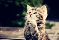 Фотография Некрасовой Арины