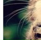 Надія Кобльовська фотография #27 (источник - https://vk.com/id150836180)