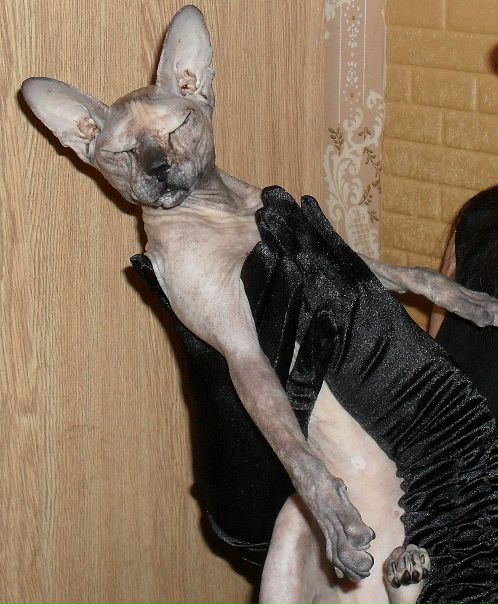 Bright Queen фото №32