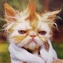 Фотография Котович Светланы