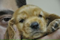 Фотография Мовсесяна Карена