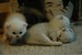 Маша Котова фотография #29 (источник - https://vk.com/id72063238)