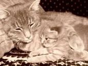 Василь Білий фотография #7 (источник - https://vk.com/id191034056)