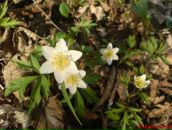 Неоніла Середа фотография #3 (источник - https://vk.com/id135062268)