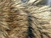 Сергій Савченко фотография #43 (источник - https://vk.com/id17200152)