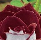 Іра Чіпак фотография #38 (источник - https://vk.com/id53483593)