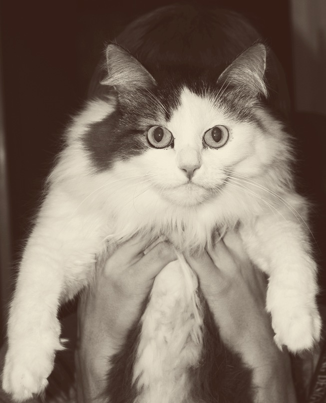 Антон Лыхин фотография #12