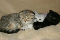 Алёна Смайл=) фотография #8 (источник - https://vk.com/id131650175)