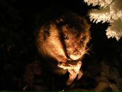 Анна Цымбал фотография #12 (источник - https://vk.com/id2266870)