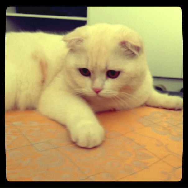 Эля Лёшенка фото №25