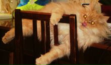 Фотография Гуля Михаила