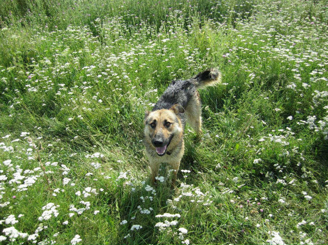 Анатолий Кошкин фотография #40