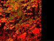 Оленка Перегінець фотография #36 (источник - https://vk.com/id109454933)