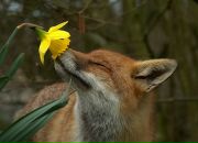 Фотография Fox Елены