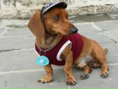 Ольга Шабаева фотография #50 (источник - https://vk.com/id2282910)