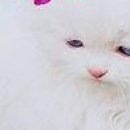 Вєталь Серйозний фотография #47 (источник - https://vk.com/id136859700)