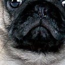 Вєталь Серйозний фотография #23 (источник - https://vk.com/id136859700)