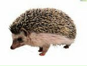 Фотография Болотовой Анны