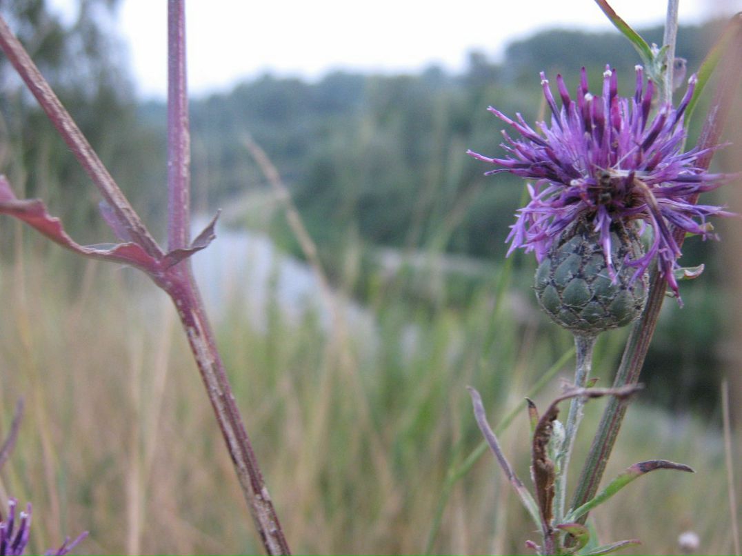 Мари Иванок фотография #20