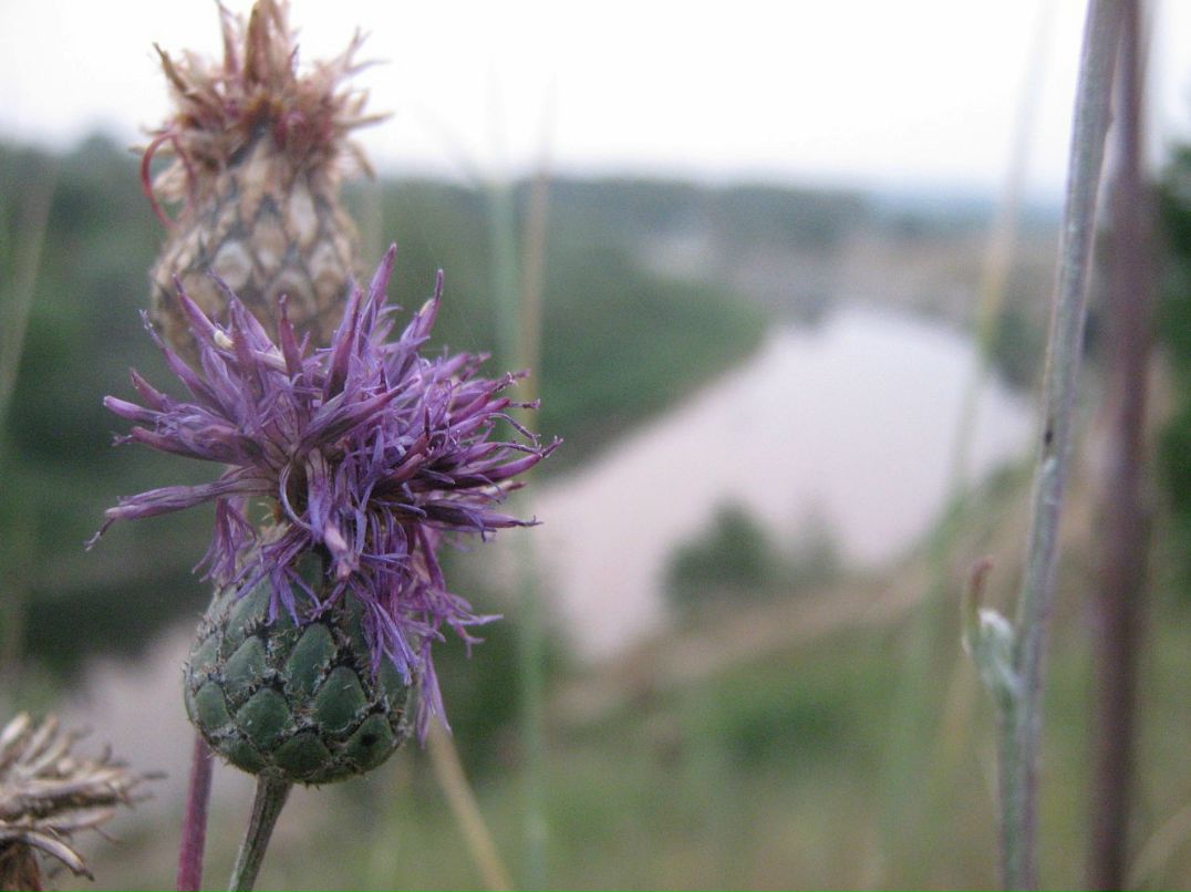 Мари Иванок фотография #19