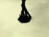 Фотография Shir Dasha