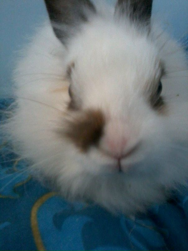 Shnyfel @) фотография #5