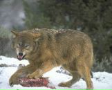 Игорь Бирюк фотография #18 (источник - https://vk.com/id1307750)