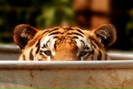 Фотография Тимирханова Рината