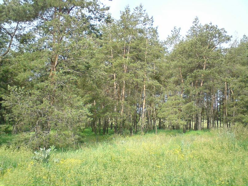 Михаил Григор фотография #32