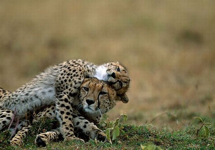 Дмитрий Javelin фотография #49