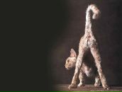 Фотография Спивак Альбины