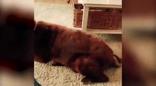 собака пердит кот рыгает