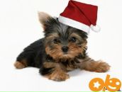 Фотография Алиевой Натальи